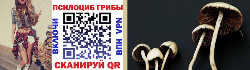 дарнет шоп Орехово-Зуево Галлюциногенные грибы Cubensis